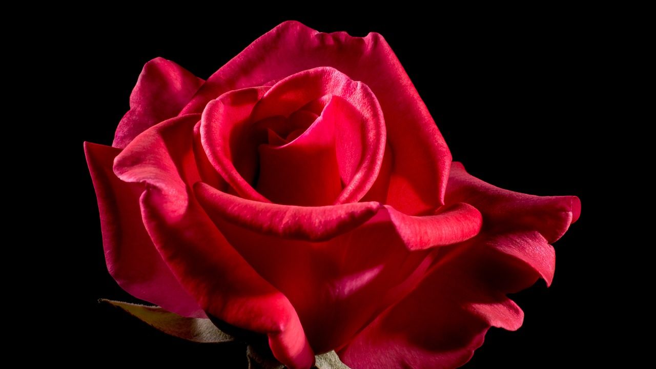 Circuiti elettronici stampati sui fiori